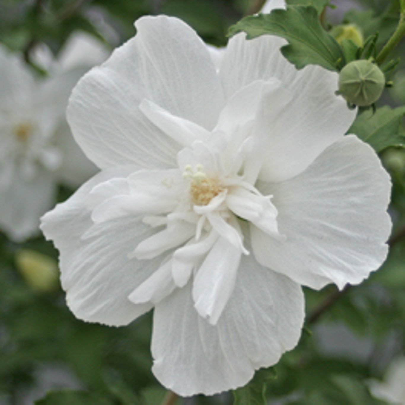 Hibiskus – Hibiscus syriacus 'White Chiffon' - 90 CM Stem C10